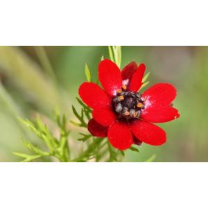 เฟแซ้นตส์ อาย (Pheasants eye)