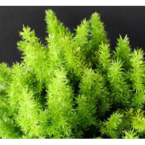 ปริก ปริกน้ำค้าง ปริกหางกระรอก (Foxtail Fern)