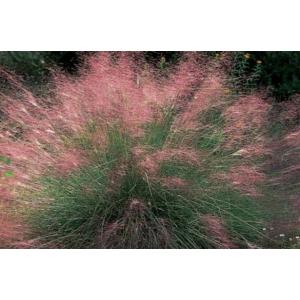 หญ้ามูลี่ / หญ้ามูลี่ชมพู (Pink Muhly Grass / Muhlenbergia capillaris)