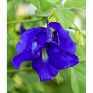 อัญชัน (Butterfly pea / Blue pea / Clitoria Ternatea)