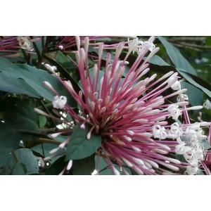 สาวสันทราย / จรกา (Quezonla)