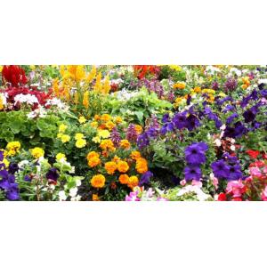 รวมไม้ดอก ตปท. อื่นๆ