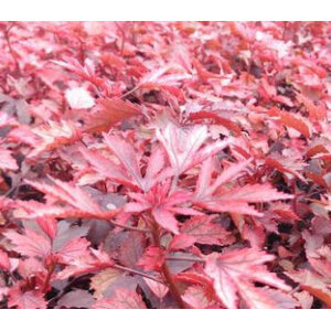 ชบาเมเปิ้ล (Cranberry hibiscus)