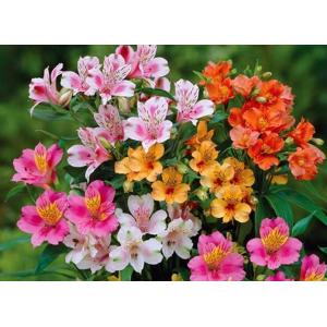 อัลสโตรมีเรีย (Alstroemeria) / เปรู ลิลี่ (Peruvian lily / Inca lily)