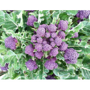 บรอกโคลี / กะหล่ำดอกอิตาลี / บร็อคโคลี่ (Broccoli)