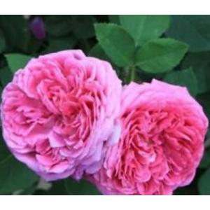กุหลาบมอญ / ยี่สุ่น (Damask rose)