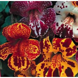 มิมิวลัส / ไทเกอร์ ม้งกี้ (Mimulus / Tiger monkey flower)