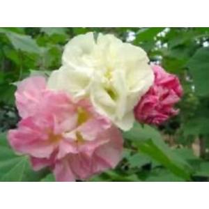 พุดตาน (Cotton rose / Confederate rose)