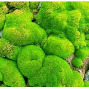 มอสส์ (Moss)