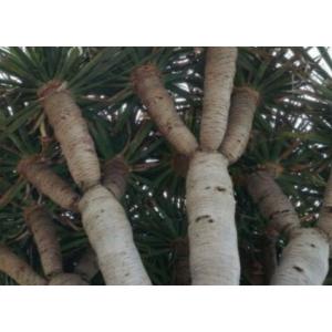 ดราแคนน่า (Dracaena)