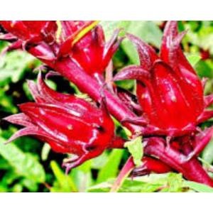 กระเจี๊ยบแดง (Rosella) / กระเจี๊ยบเขียว