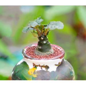 มะพร้าวทะเลทราย (Dorstenia Plant) / ดอสทีเนีย