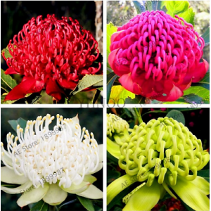 วาราท่าห์ (Varatah) / วาราต้า