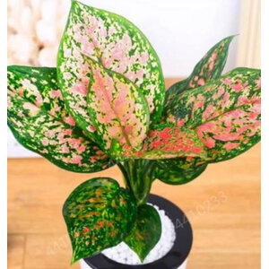 สาวน้อยประแป้ง (Dumb Cane)