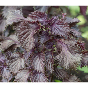 ชิโสะ (Shiso / Perilla)