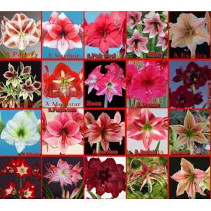 ว่าน (Amaryllis / Hippeastrum) , ว่านค้างคาวดำ,ว่านสี่ทิศ, รวมว่านอื่นๆ