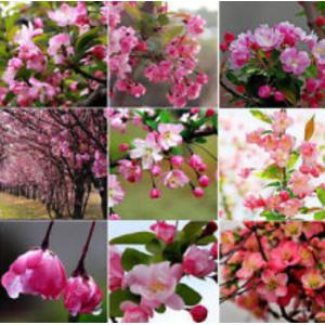 บิโกเนีย (Begonia) / ดาดตะกั่ว