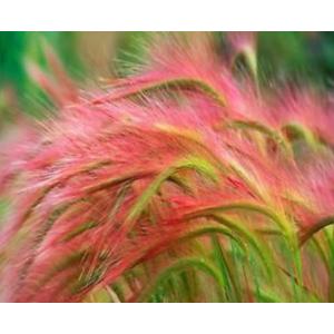 หญ้าหางหมาจิ้งจอก (Foxtail grass / Foxtail Barley)