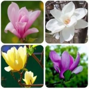 แม็กโนเลีย (Magnolia)
