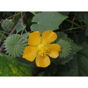 ครอบฟันสี (Country mallow) / มะก่องข้าว