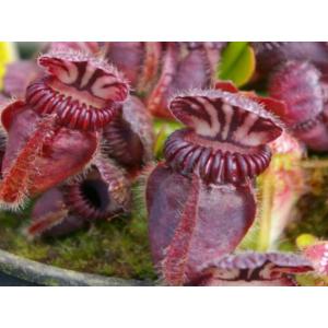 กระเป๋าจิงโจ้ (Cephalotus)