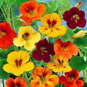แนสเตอร์ซัม / แนสเตอเตียม (Nasturtium)