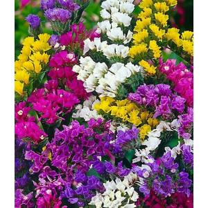 สแตติส (Statice / Sea Lavender)