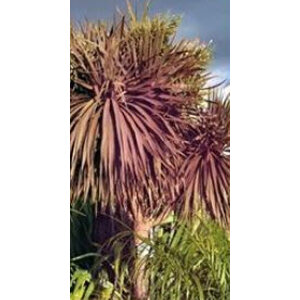 จันผา / จันผาม่วงออสเตรเลีย / หมากผู้หมากเมีย