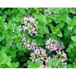 มาจอแรม (Marjoram)