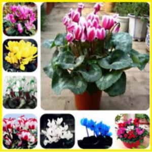 ไซคลาเมน (Cyclamen)