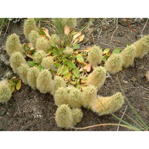 หางลูกแมว หรือพุสซี่ เทล (Pussy Tails)