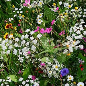 ดอกไม้ป่า (Wildflowers / wild flower)