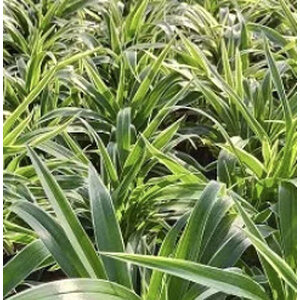 ซุ้มกระต่าย