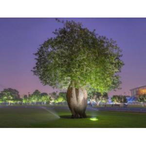 ต้นขวด (Bottle Tree / Kapok tree)