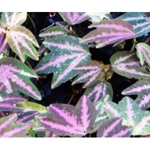 ไดโนซอรัส (Dinosorus) / ดาวลดา