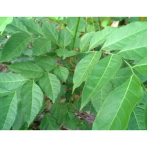 โปร่งฟ้า