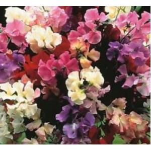 สวีทพี (Sweet Pea)