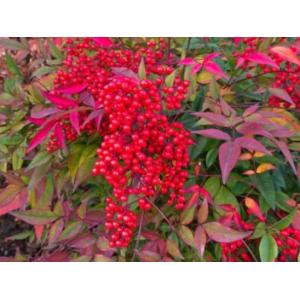 นันเตง (Nandina) / ไม้ไผ่สวรรค์