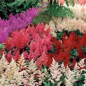 อัสดง (Astilbe)