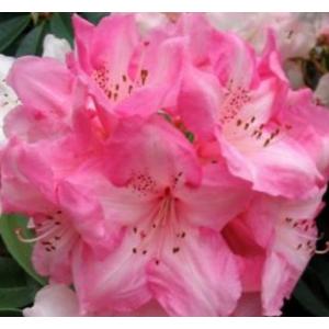 กุหลาบพันปี / อาซาเลีย (Azalea / Rhododendron)