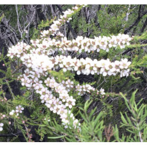 ชามะกอก (Olive Tea Tree)