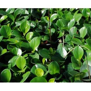 เปปเปอร์โรเมีย (Peperomia / Baby Rubber Plant)