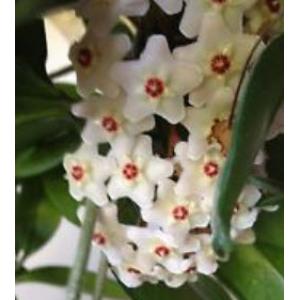 โฮย่า (Hoya) / ผกาแก้ว / นมตำเลีย / นมพิจิตร