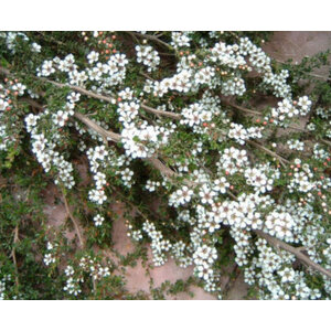 Prostrate / Alpine Tea Tree