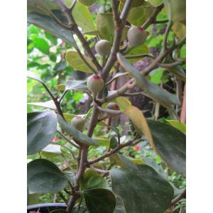 ต้นไม้มงคลประดับบ้าน