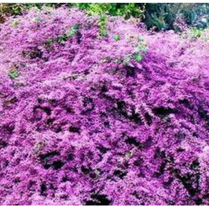 พวงประดิษฐ์ หรือ เครือออน