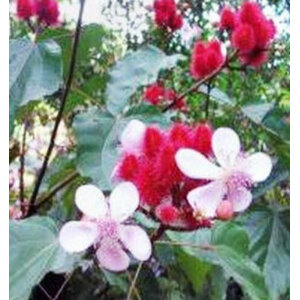 ลิปสติก (Lipstick Vine)