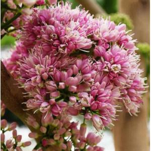 เจ้าหญิงสีชมพู / เจ้าสาวสีชมพู (Pink euodia)