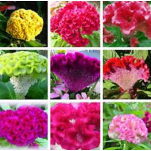 หงอนไก่ (Cockscomb) / ซีโลเซีย (Celosia)