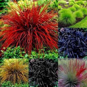 หญ้าสับปะรด (Pineapple grass)